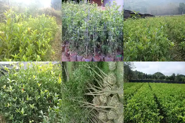 桂花树什么时候施一次肥料最好1684284746667