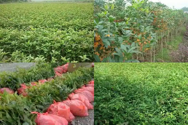 桂花树什么时候施一次肥料比较好1684284758094