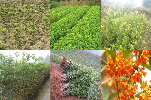桂花树什么时候施一次肥料比较好1684284758141