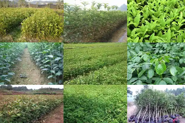 桂花树什么时候施一次肥料比较好1684284758237