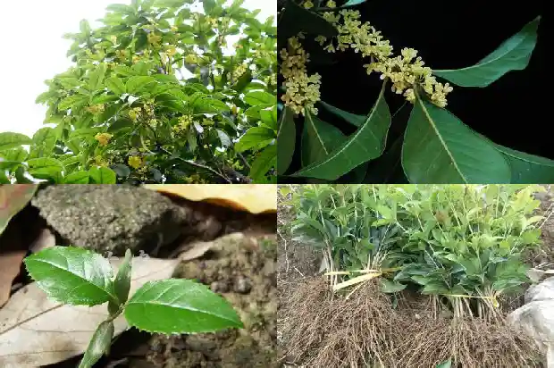 桂花树多久施一次肥最好1684284765683