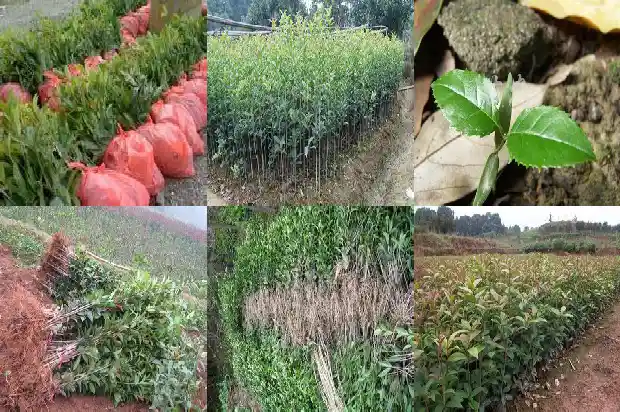 桂花树一次施肥多少1684284773190