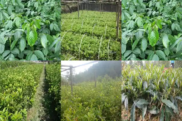 桂花树施什么肥好什么时候适合剪枝1684284785073