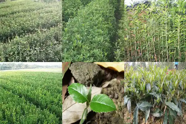 桂花树施什么肥好什么时候适合剪枝1684284785121