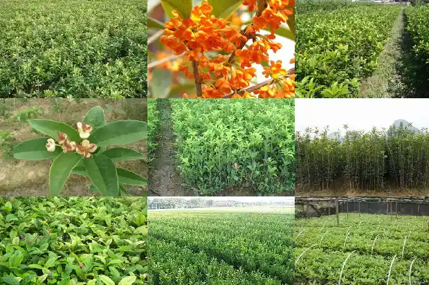 桂花几月份施肥?施什么肥好1684284792402