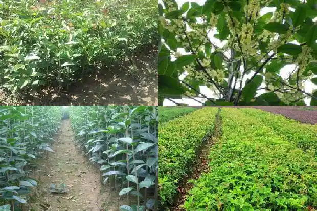桂花几月份施肥?施什么肥料1684284804112