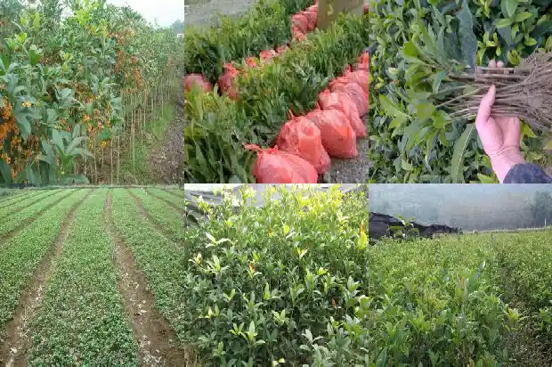 桂花树什么时候剪枝?怎样剪1690418069485