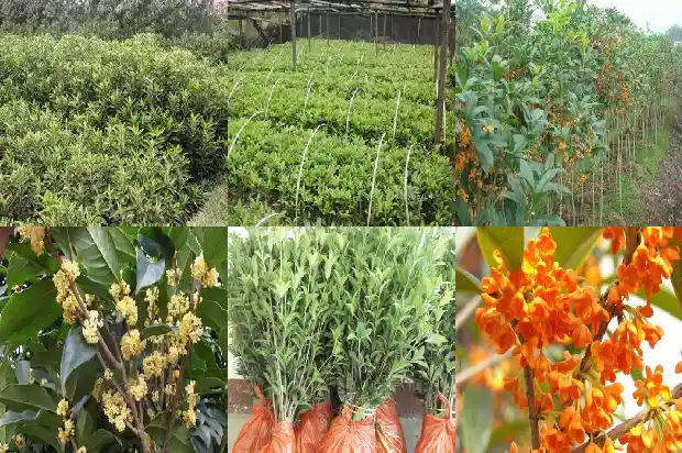 桂花和玫瑰花能一起泡水喝吗功效1689208545836