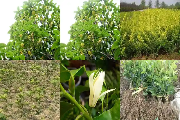 桂花树施肥什么时候最好使1684284825477