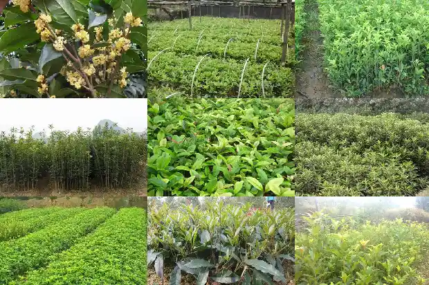 桂花树种多久开花1689899513639
