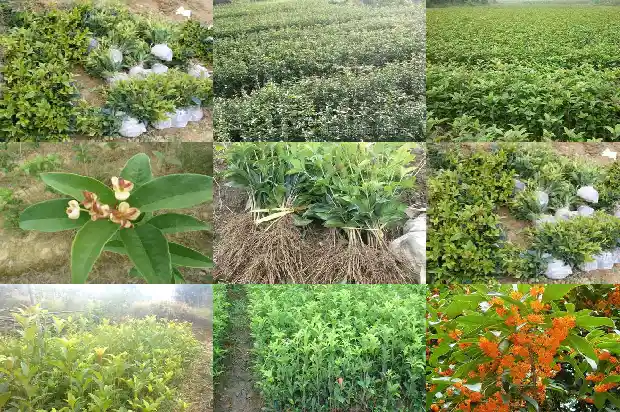 桂花树施肥什么时候最好使1684284825572