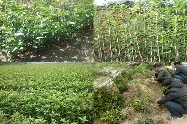 桂花树可以施羊粪吗1684284835145