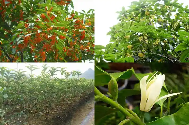 桂花施羊粪肥可以吗1684284846546