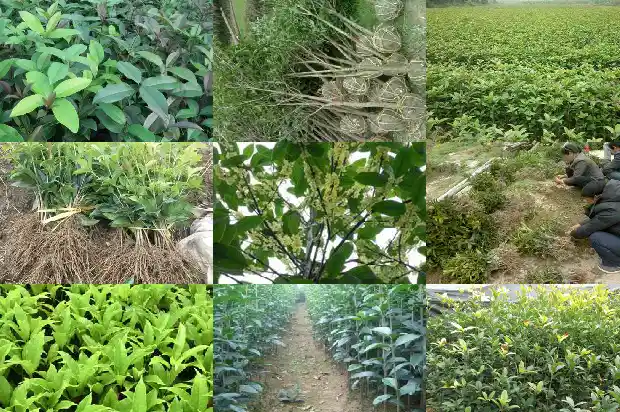 桂花施羊粪肥可以吗1684284846642
