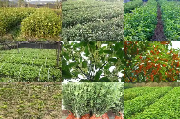 桂花施羊粪肥可以吗1684284846690