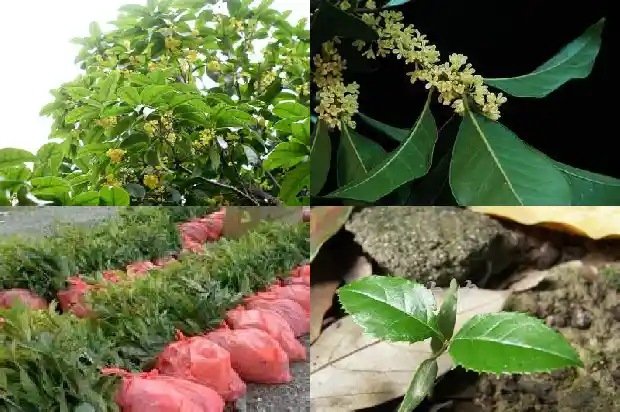 桂花施鸡粪还是羊粪好1684284854226