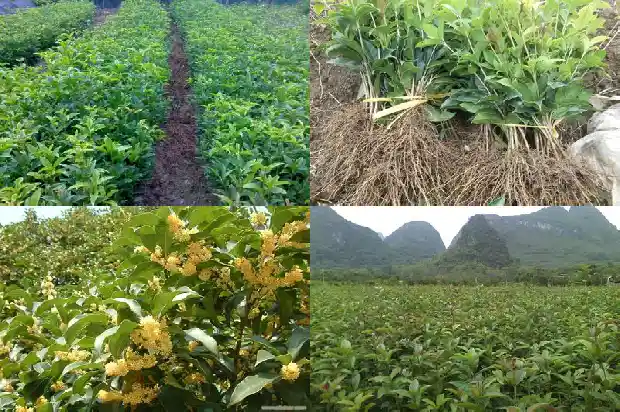 桂花施鸡粪还是羊粪好1684284854274