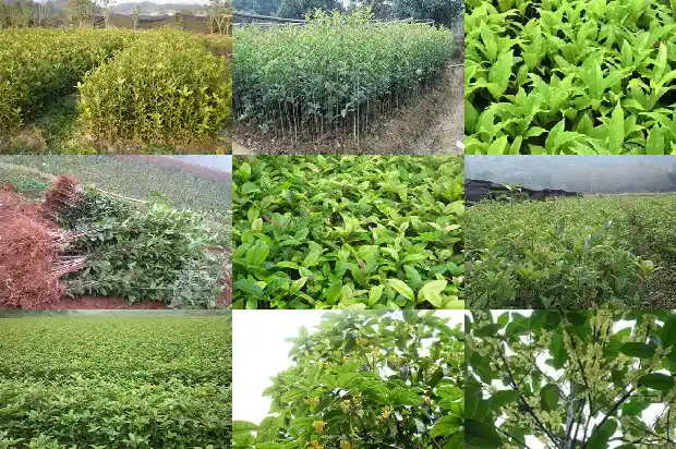 桂花树可以施牛粪吗1684284863545