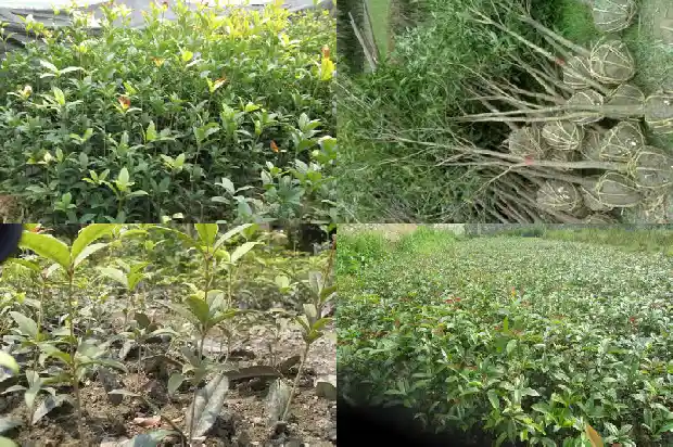 桂花树可以施牛粪吗1684284863593