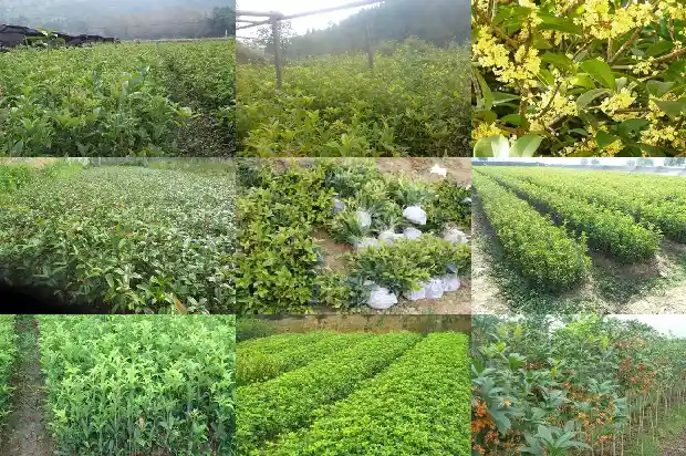 桂花树可以施牛粪吗1684284863641