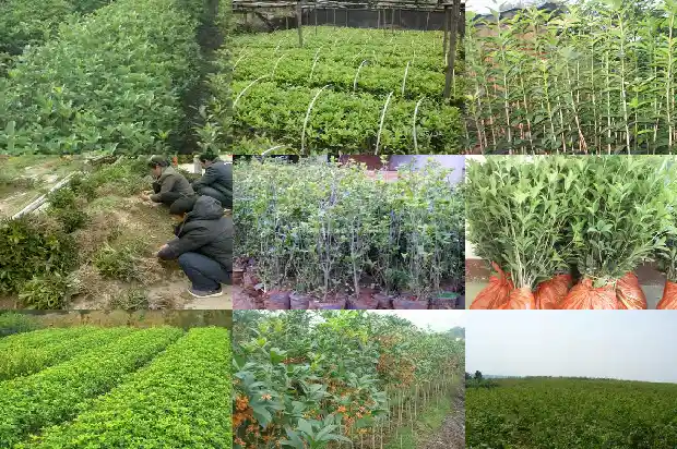 地栽桂花施肥时间是几月份的1684284875114