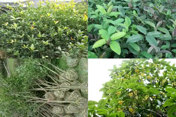 地栽桂花施肥时间是几月份的1684284875210
