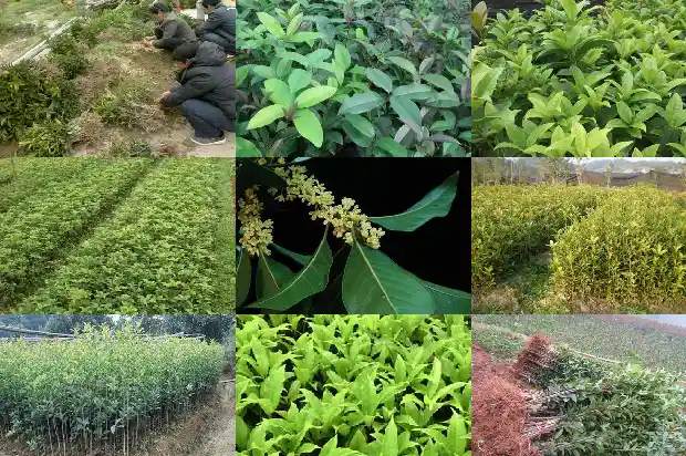 天香台阁桂花什么时候发叶1690850162111
