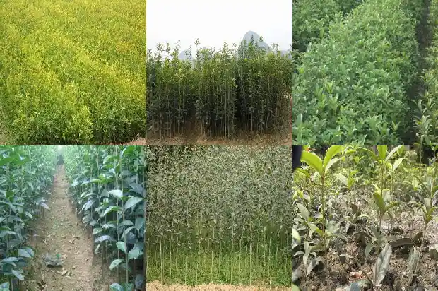 盆栽桂花施肥什么时间最好1684284894497
