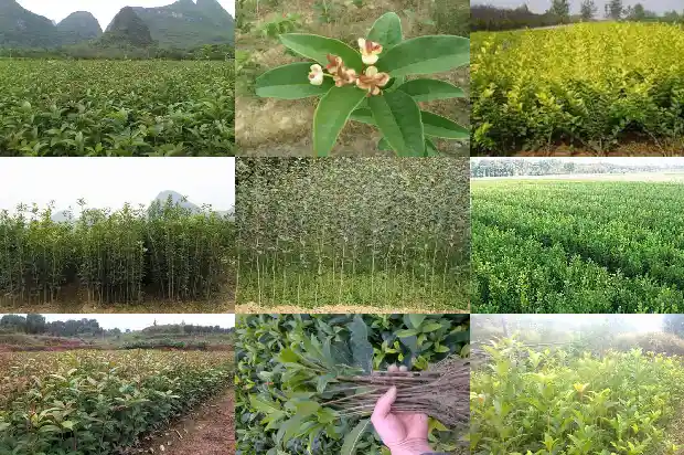 盆栽桂花施肥什么时间最好1684284894545