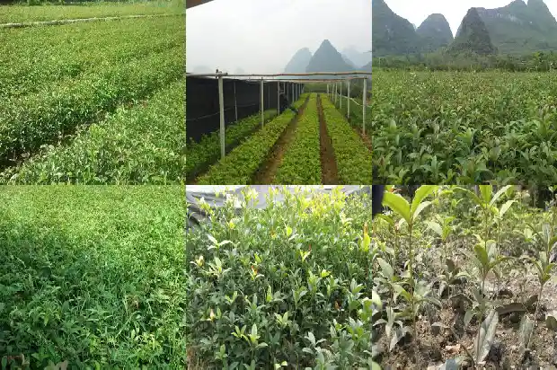 盆栽桂花施肥什么时间最好1684284894593
