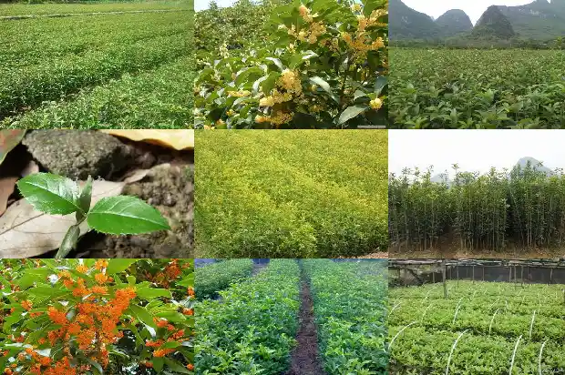 桂花冬天怎么施肥1684284901693