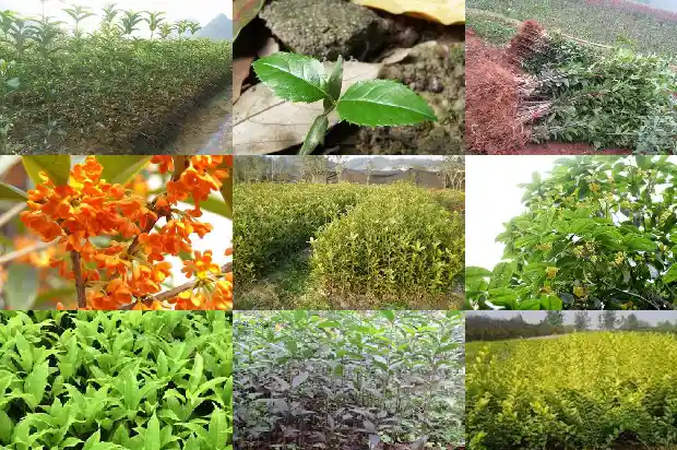桂花何时施肥效果好1684284908898