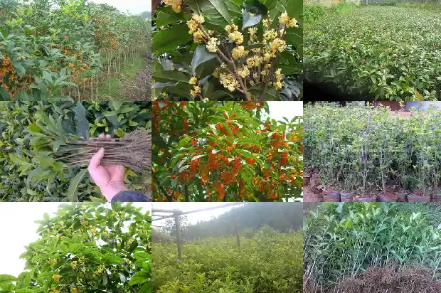 桂花树是啥样的树1690677824507