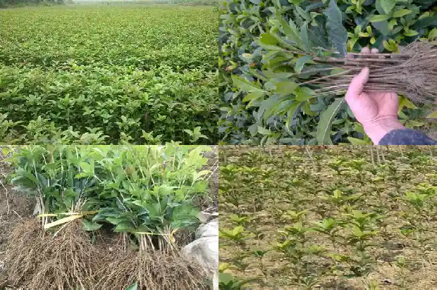 盆栽桂花花期施什么肥最好1684284920581