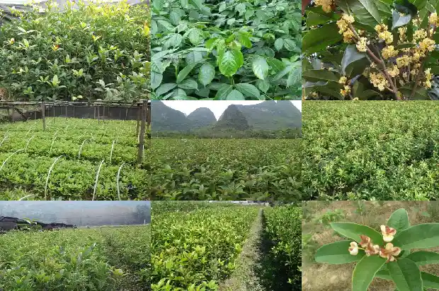盆栽桂花花期施什么肥最好1684284920629