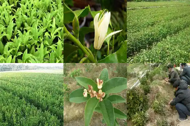 盆栽桂花花期施什么肥最好1684284920677