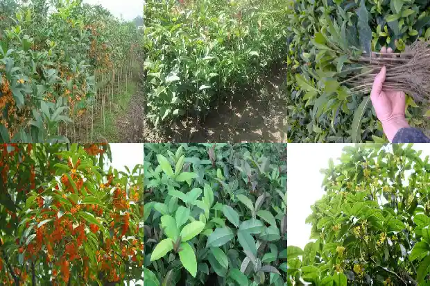 盆栽桂花花期施什么肥最好1684284920725