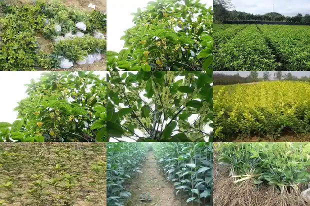盆栽桂花开花时施什么肥1684284927980