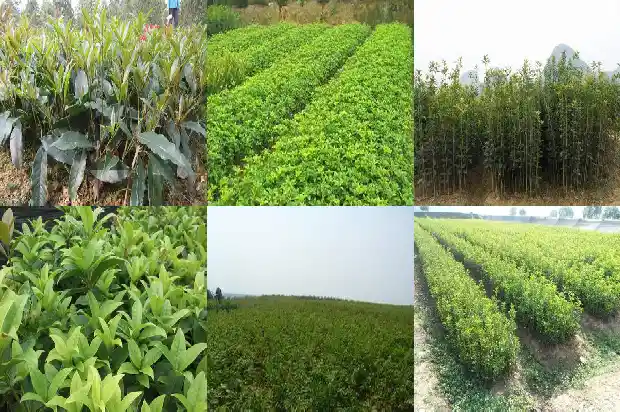 盆栽桂花开花时施什么肥1684284928028