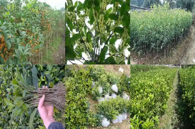 桂花什么时间追肥好一点1684284939918