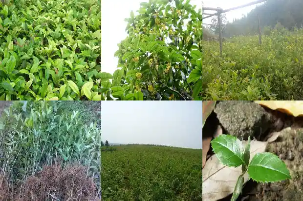 桂花什么时间追肥好一点1684284940013