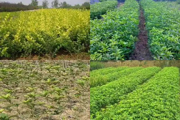 桂花可以用草木灰做肥料吗?1684284964162
