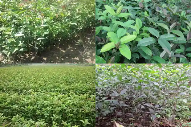 桂花可以用草木灰做肥料吗?1684284964209