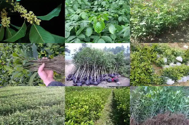 桂花可以用草木灰做肥料吗?1684284964256