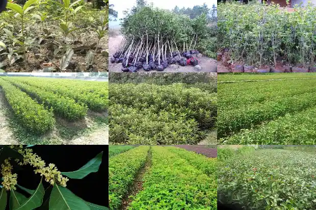 桂花可以用草木灰做肥料吗?1684284964304