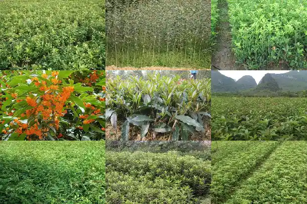 桂花树栽种可以用底肥吗1684284981837