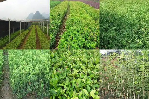 桂花树栽种可以用底肥吗1684284981885