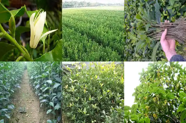 金桂花眼膜贴可以天天敷吗1689207827257