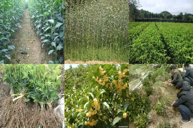 用尿浇桂花好不好1684285001200