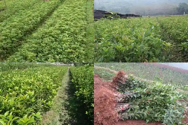 用尿浇桂花好不好1684285001248
